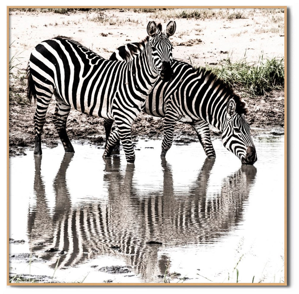 Zebras in water
