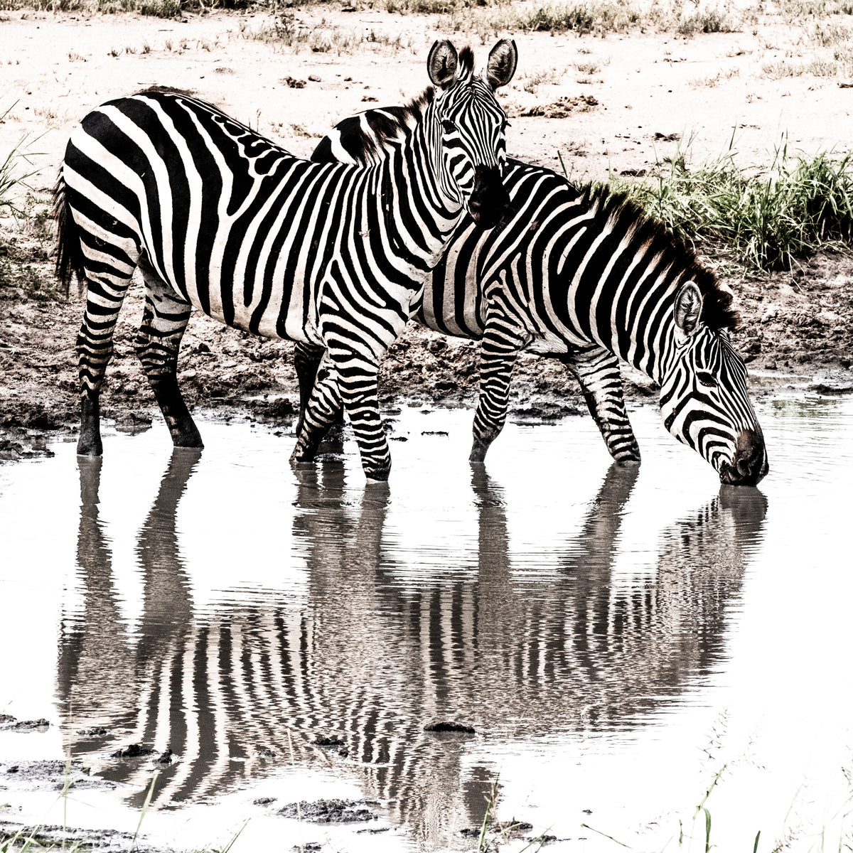 Zebras in water
